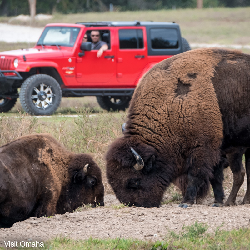 Buffalo Viewing